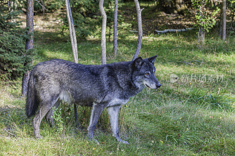 灰狼或灰狼(Canis lupus)，简称狼，是犬科动物中最大的野生成员。